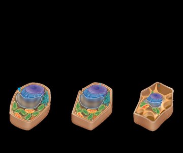 Osmosis and tonicity in plant cells
