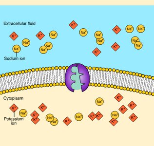 Sodium-potassium pump mechanism