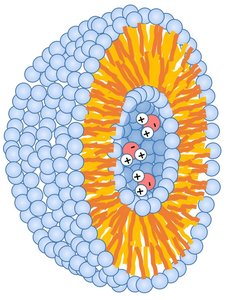Liposome structure