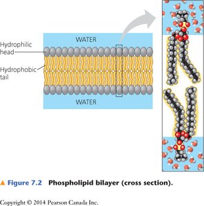 Phospholipid bilayer cross-section