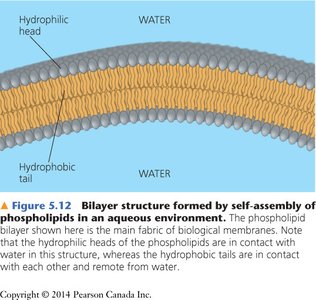 Bilayer structure formed by self-assembly of phospholipids