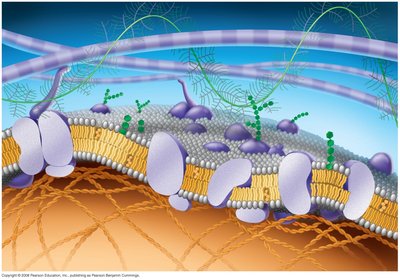 Fluid mosaic model of the membrane