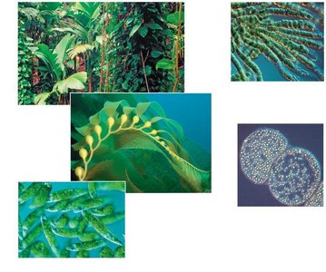 Examples of photosynthetic organisms: plants, algae, cyanobacteria, unicellular eukaryotes