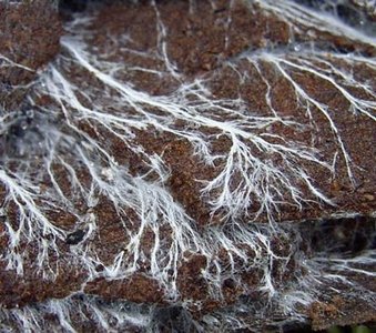 Fungal mycelium, a major decomposer of dead plants