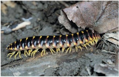 Millipede, a terrestrial detritivore