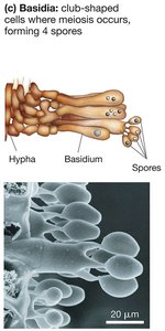Basidia structure