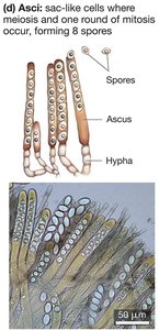 Asci structure