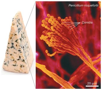 Asexual spores and conidia