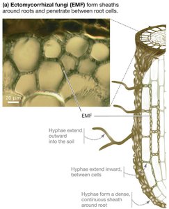 Ectomycorrhizal fungi structure