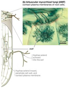 Arbuscular mycorrhizal fungi structure