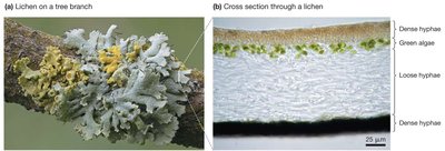 Lichen on tree branch and cross section