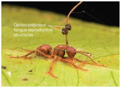 Zombie ant fungus