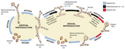 Fungal life cycle diagram