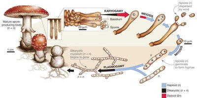 Variation in sexual reproduction in fungi