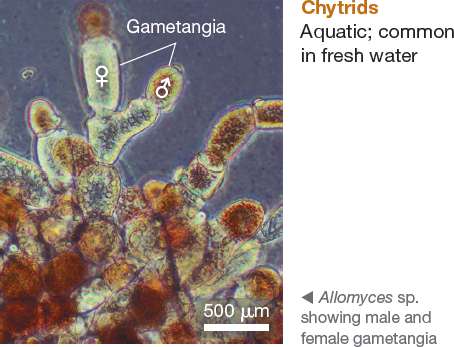 Chytrids showing gametangia