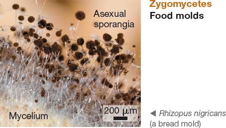 Zygomycetes bread mold