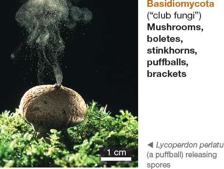 Basidiomycota puffball releasing spores