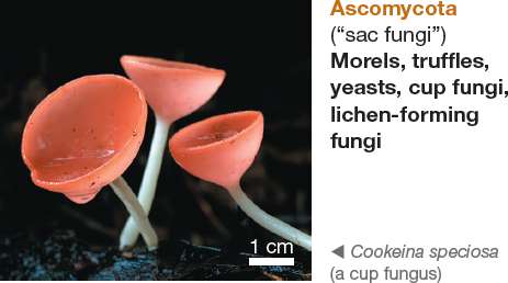 Ascomycota cup fungus
