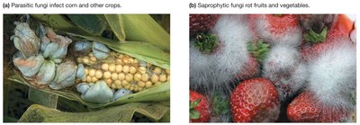 Parasitic and saprophytic fungi affecting crops and fruits
