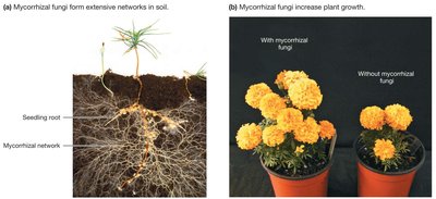 Mycorrhizal fungi networks and their effect on plant growth