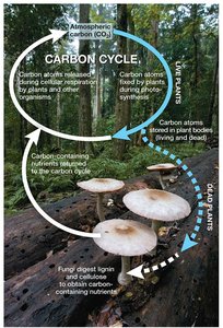 Fungi speeding up the carbon cycle