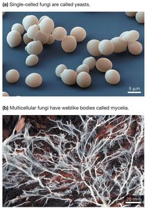 Yeasts and mycelia as fungal growth forms