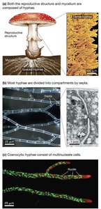 Hyphal structure in multicellular fungi