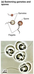 Swimming gametes and spores