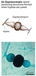 Zygosporangia structure