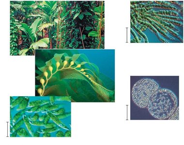 Examples of photoautotrophs: plants, algae, cyanobacteria