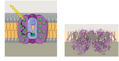 Structure and function of a photosystem