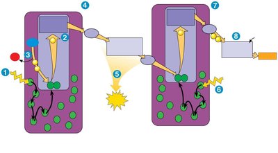 Photosystem I and NADPH production
