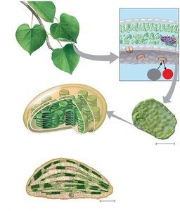 Leaf cross-section and chloroplast structure