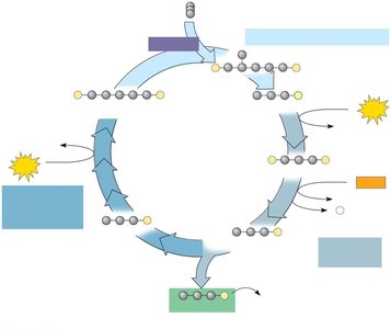 Calvin cycle phases and regeneration of RuBP