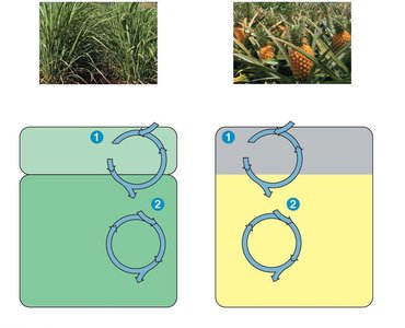 Spatial and temporal separation in C4 and CAM plants