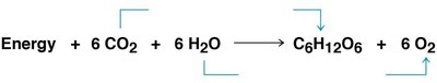 Photosynthesis chemical equation