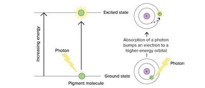 Excitation of pigment molecules by photons