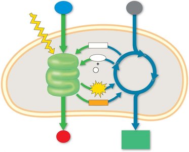 Integration of light reactions and Calvin cycle