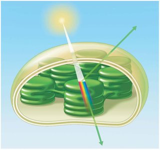 Light absorption, reflection, and transmission in chloroplasts