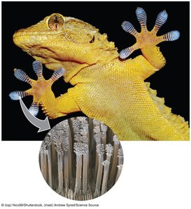 Close-up of gecko toe hairs maximizing surface contact