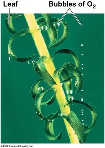 Photosynthesis: reactants and products