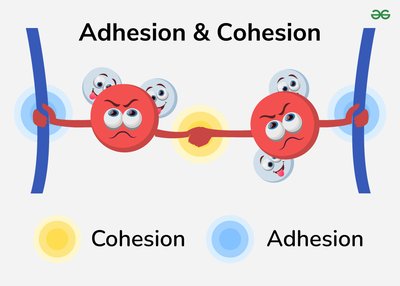 Water transport in plants: cohesion and adhesion