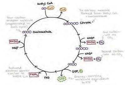 Citric Acid Cycle diagram