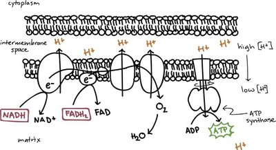 Electron transport chain and ATP synthesis