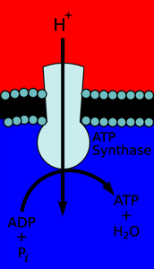ATP synthase mechanism