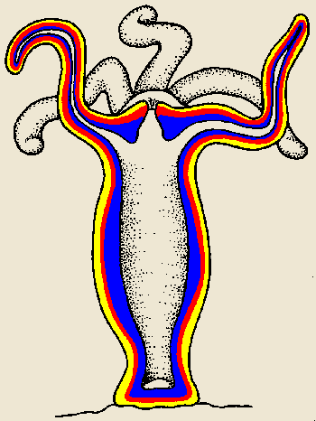 Cnidarian polyp structure