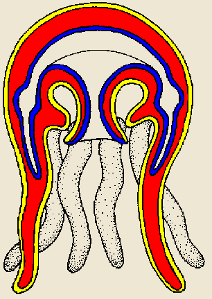 Cnidarian medusa structure