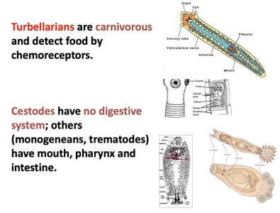 Platyhelminthes: Turbellarians and Cestodes