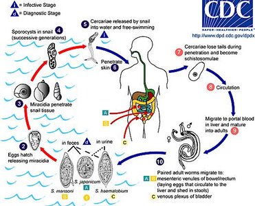Schistosome life cycle diagram
