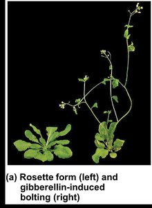 Grapes from control vine and gibberellin-treated vine